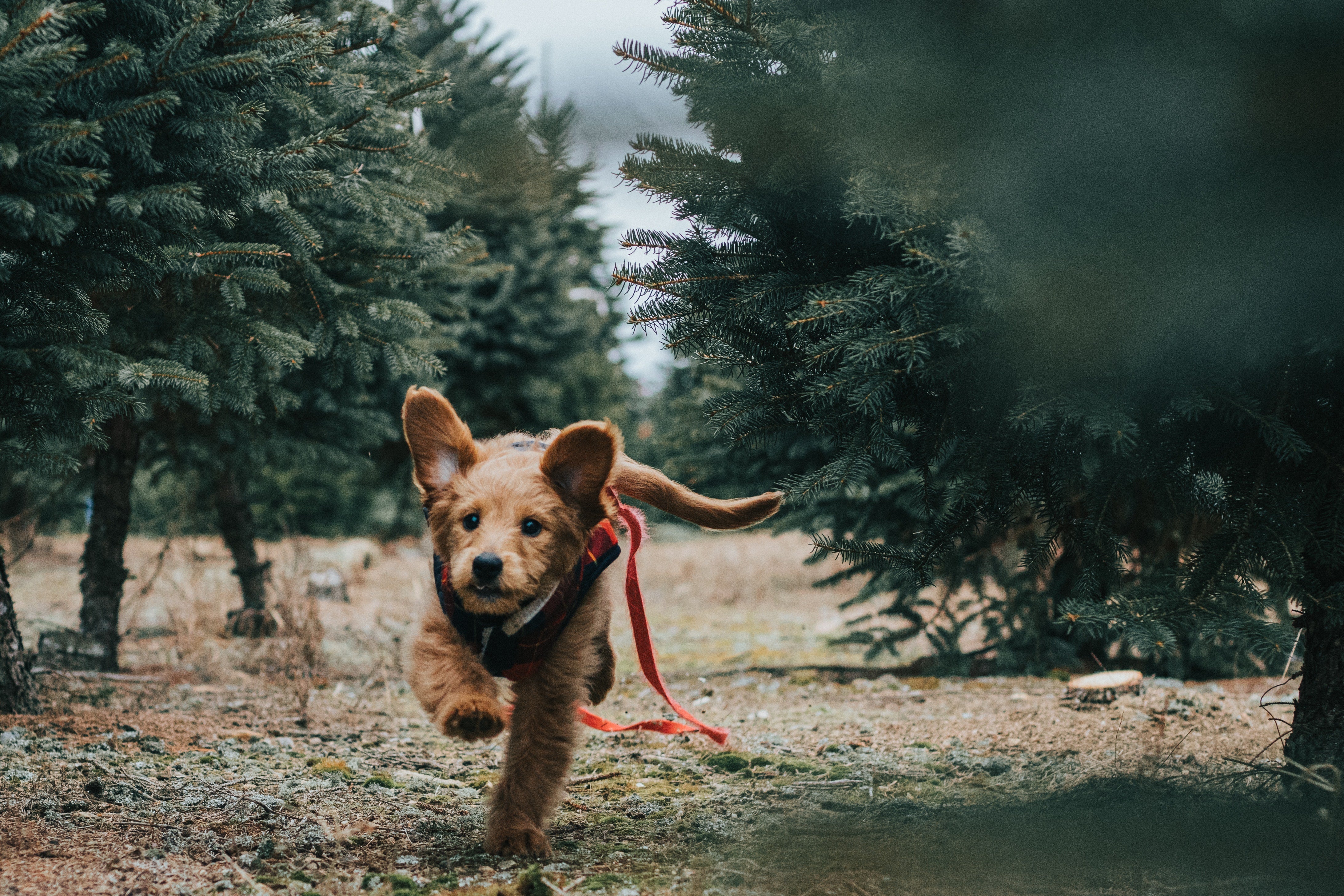 How to stop your dog from barking at night [Guide]
